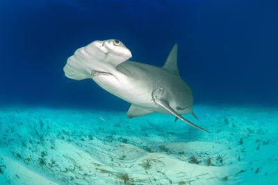 hammerhead shark