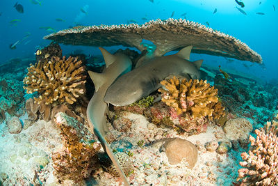 reef sharks Grenada