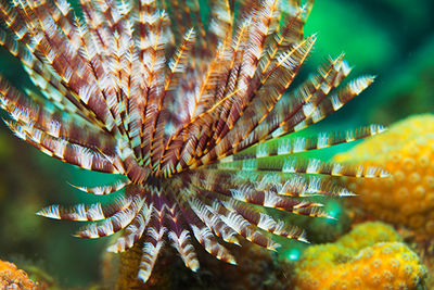 tube worm, Dominica