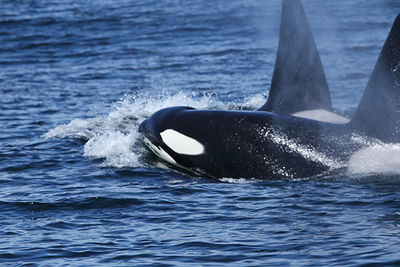 orca swimming