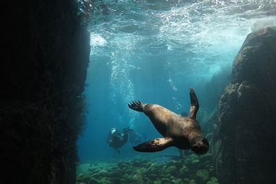 playful sea lion, sea of cortez