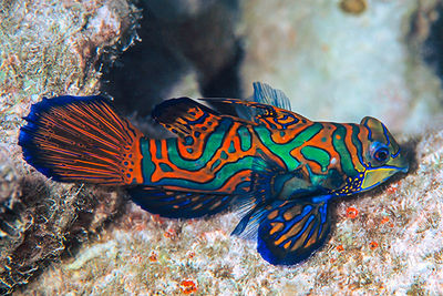 marine life new britain, papua new guinea