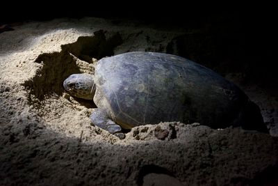 mozambique turtle