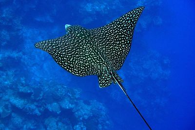 spotted eagle ray