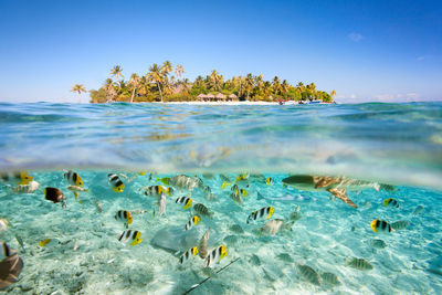 Tikehau