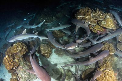 sharks pacific ocean