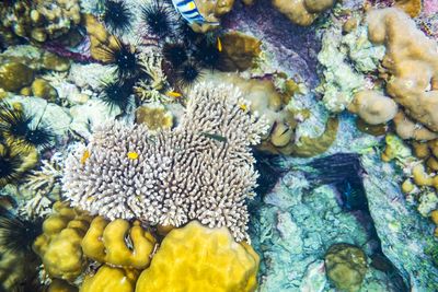 coral reef grenada