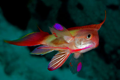 male scalefin nthias