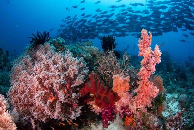 coral reef raja ampat