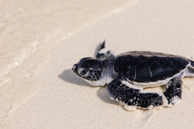 turtle hatching maldives