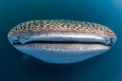whale shark