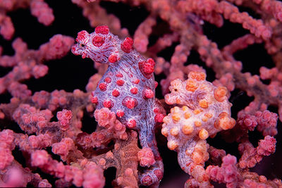 Pygmy sea horse, macro diving New Britain in Papua New Guinea 