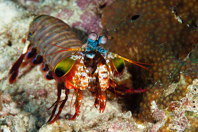 mantis shrimp