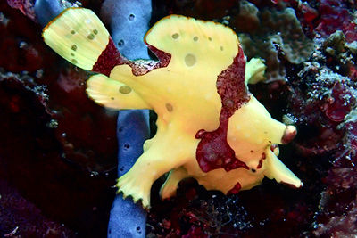 frogfish moalboal 