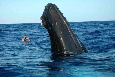 Photographing Humpback Whales