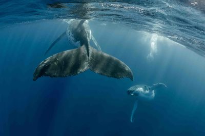 Humpback Whales Swimming