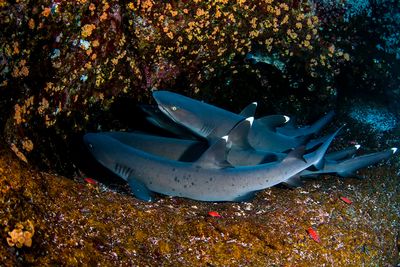 White tip reef sharks, Roca Partida