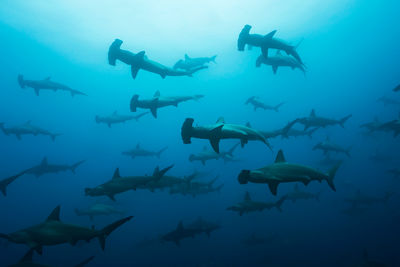 Galapagos Scalloped Hammerheads