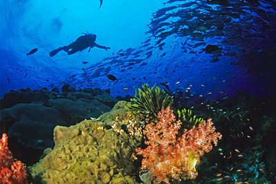 diving papua new guinea