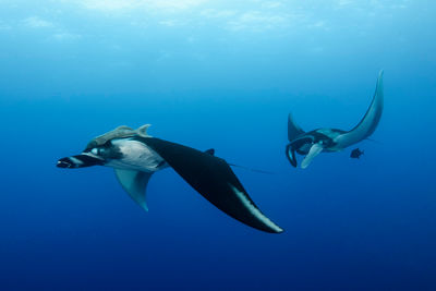 Manta rays in Socorro