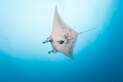 Manta in Palau