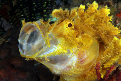 Weedy Scorpion Fish