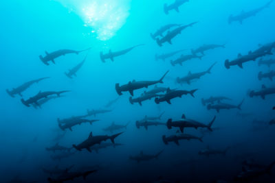 Hammerheads Cocos Island