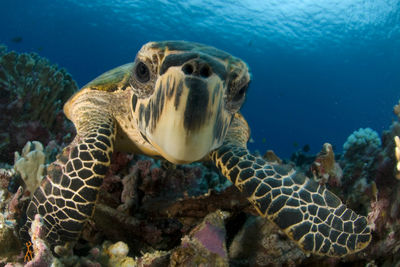 Turtle in Seychelles