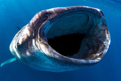 whale shark mafia island Tanzania