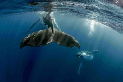 humpback whales