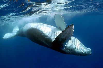 humpback whale ningaloo reef