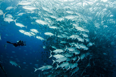 Diver surrounded by Fish