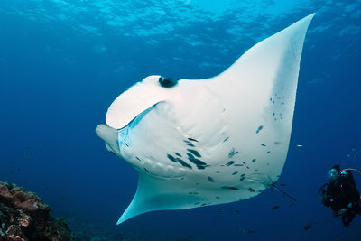 Maldives manta ray