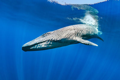 whale