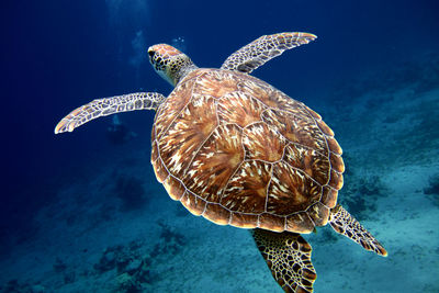 Swimming turtle