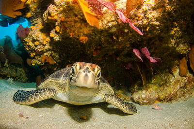 Turtle up close