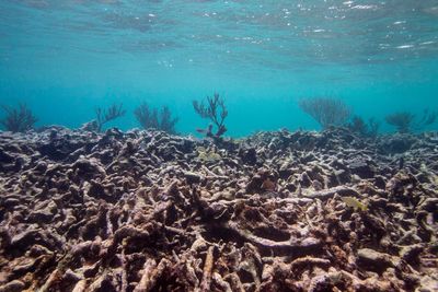 dead coral reef