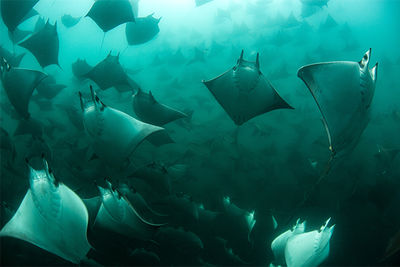 mobula ray migration, Baja California, Mexico 