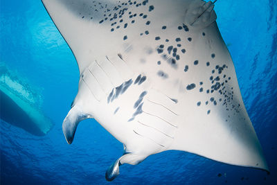 manta ray