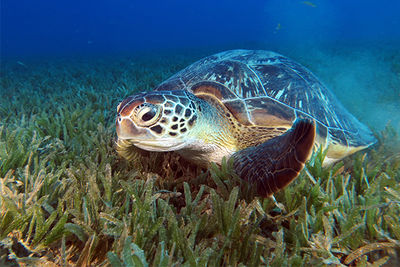 turtle feeding on seagrass