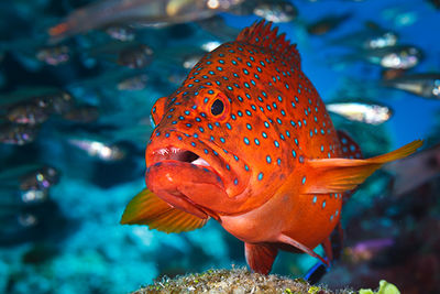 coral hind grouper