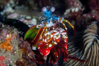 mantis shrimp