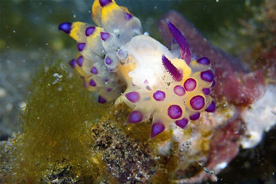 nudibranch