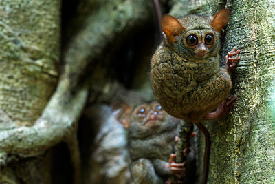 tarsier