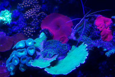 Fluoro Diving