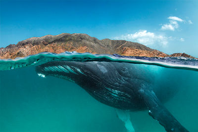 oman humpback whale