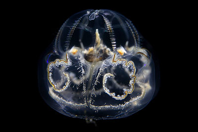 translucent jellyfish