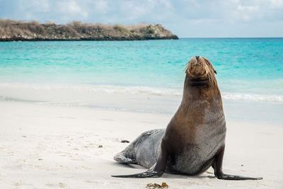 Galapagos seal