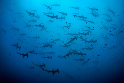 hammerhead sharks cocos island