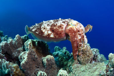 Cuttlefish